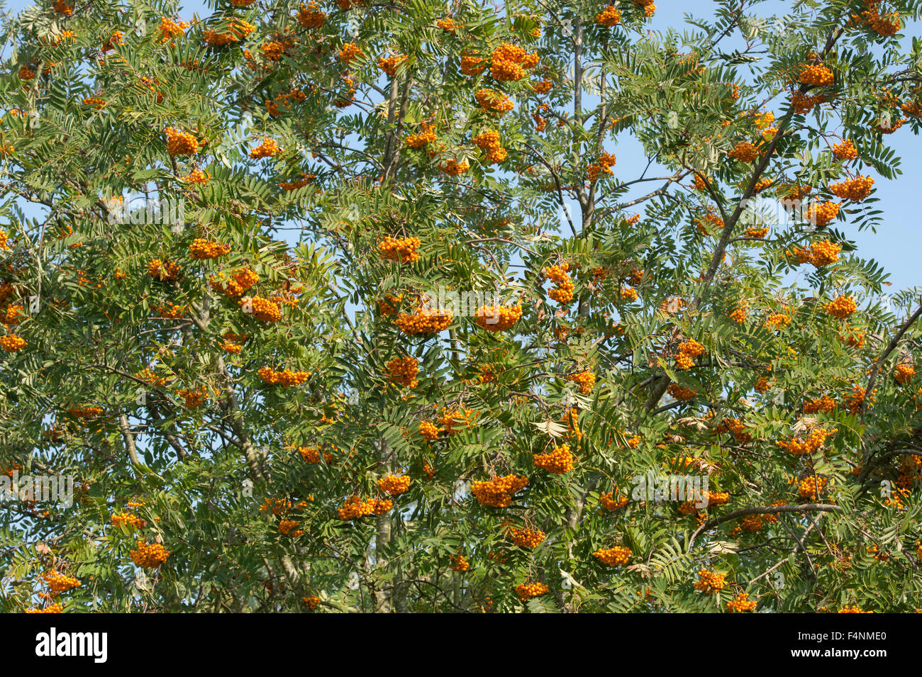 Sorbus birgitta. Rowan tree with berries in autumn. UK Stock Photo