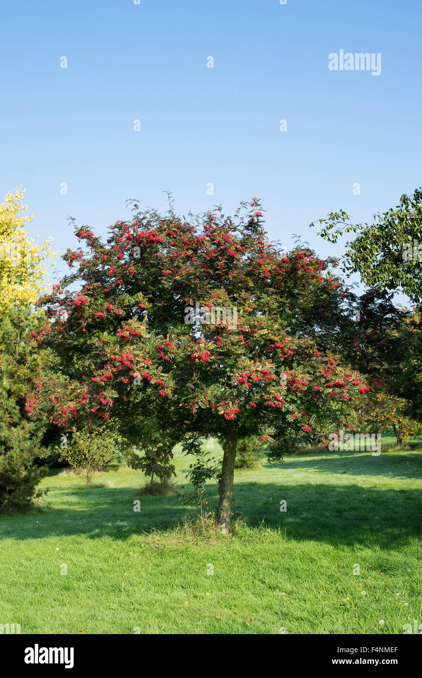 Sorbus rose queen. Rowan tree with berries in autumn. UK Stock Photo