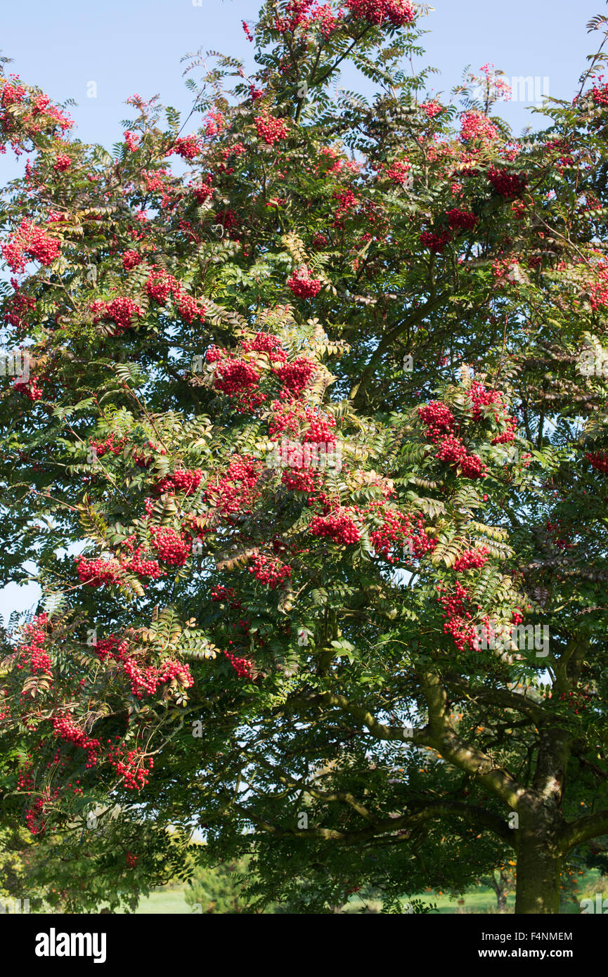 Sorbus rose queen. Rowan tree with berries in autumn. UK Stock Photo