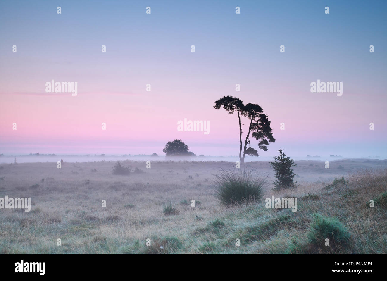 tranquil summer sunrise and lone pine tree in fog Stock Photo