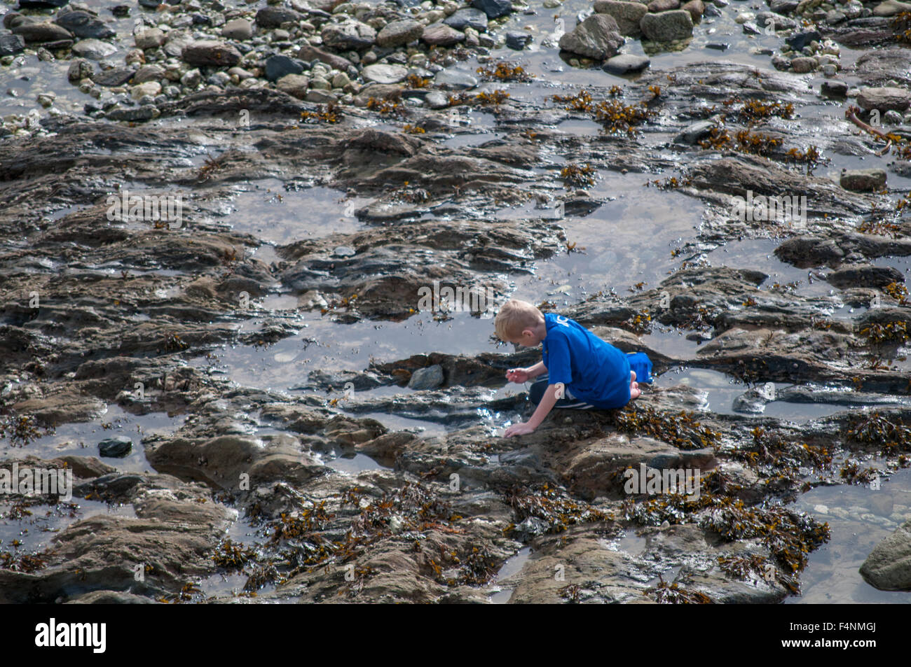 A boy fishing in a rock pool in Cornwall Stock Photo