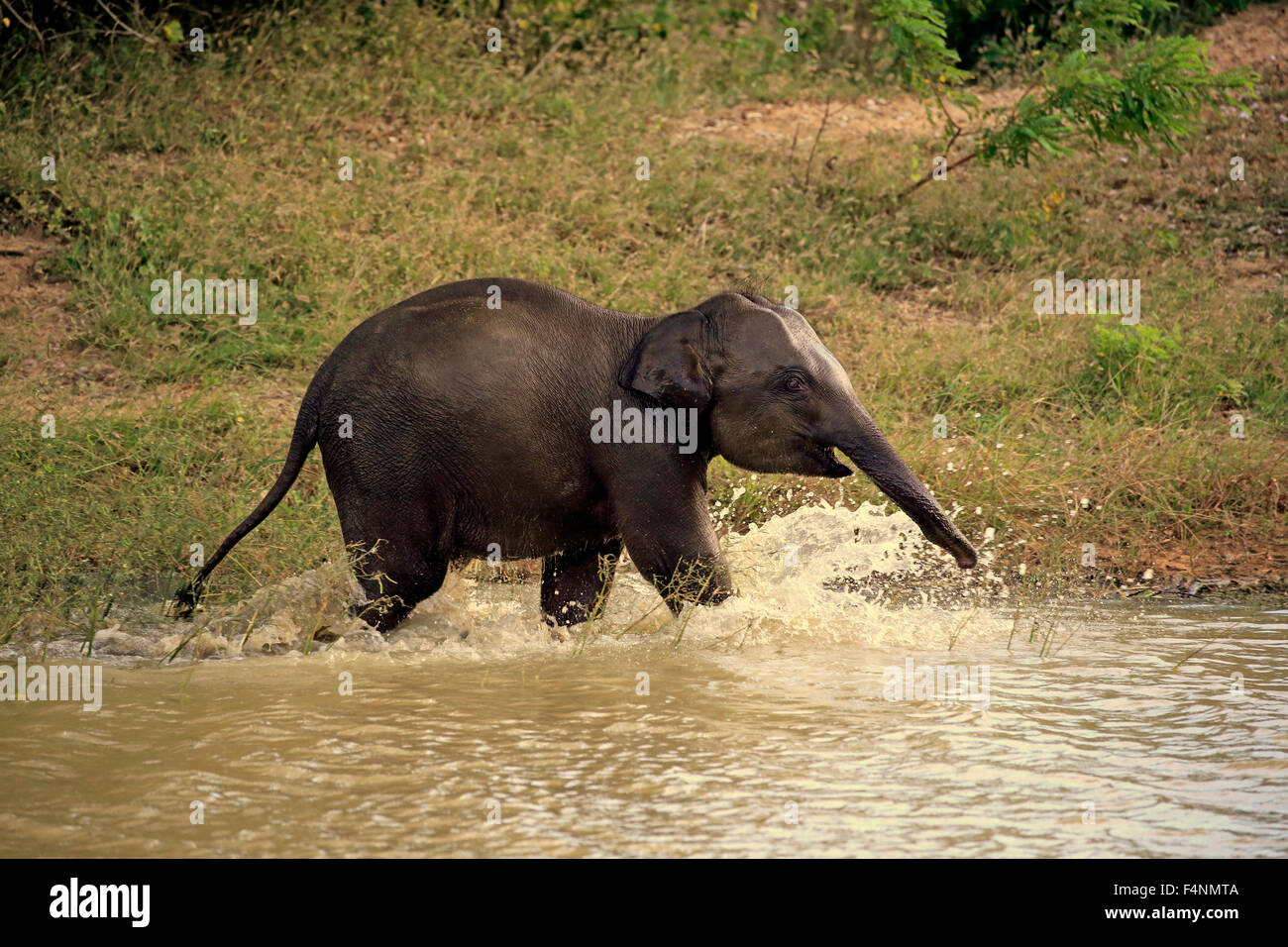 Sri Lankan elephant (Elephas maximus maximus), calf splashing, playing in water, Yala National Park, Sri Lanka Stock Photo