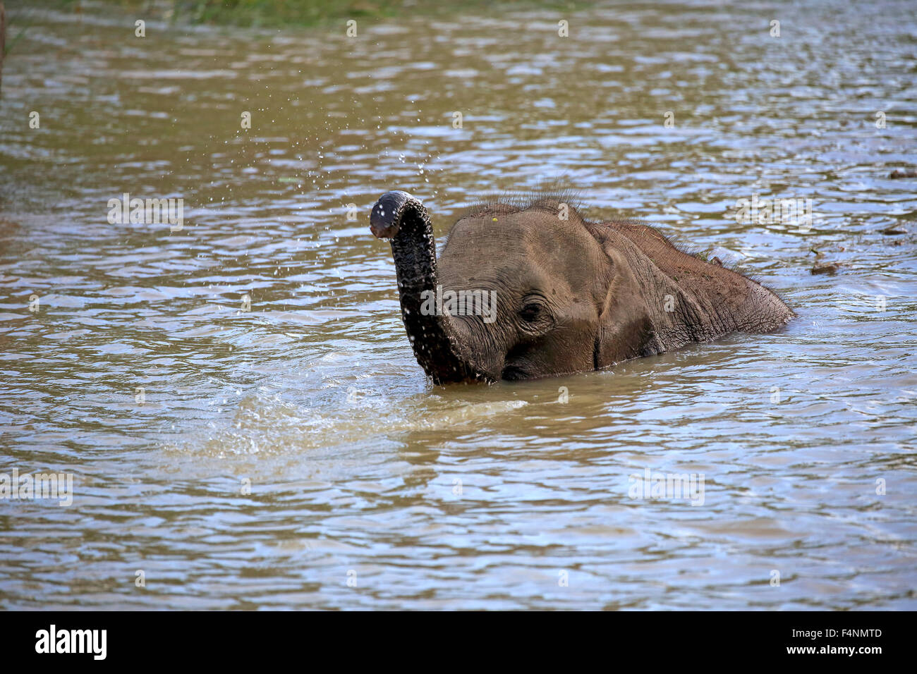 Sri Lankan elephant (Elephas maximus maximus), calf crossing water with raised trunk, Yala National Park, Sri Lanka Stock Photo