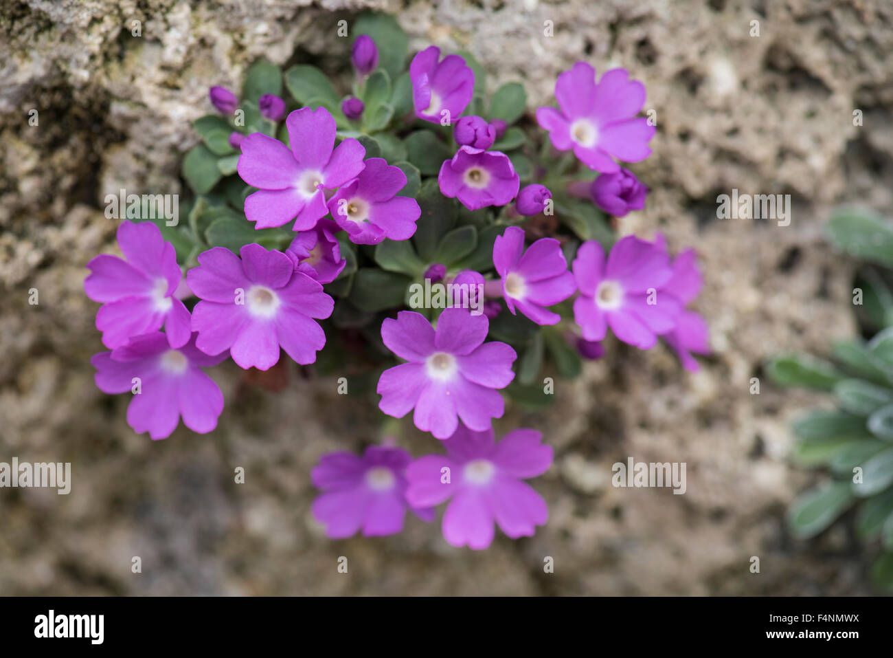 Primula allionii, growing on limestone rock, Pyrenees, Spain. Stock Photo