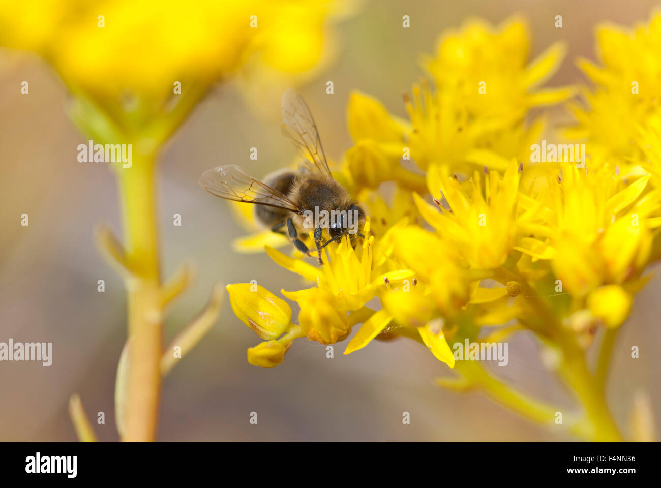 European honey bee or western honey bee (Apis mellifera) on Siberian Stonecrop (Sedum hybridum), Lower Saxony, Germany Stock Photo