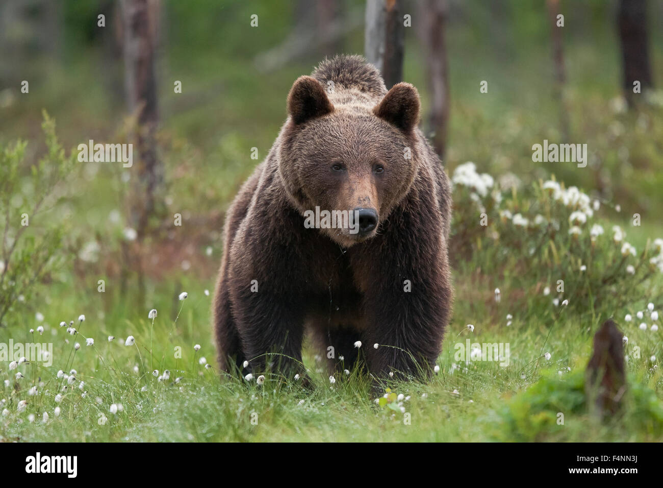 Brown bear (Ursus arctos) in cotton grass (Eriophorum sp.) in Finnish