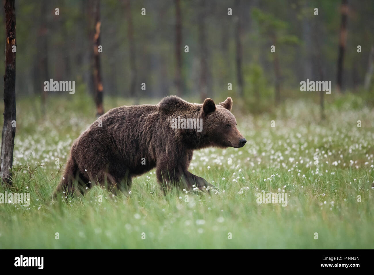 Brown bear (Ursus arctos) in cotton grass (Eriophorum sp.) in Finnish