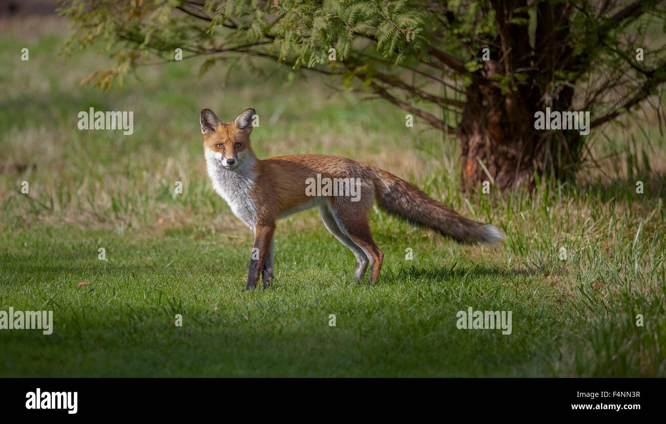 Red fox (Vulpes vulpes) in the big city, Berlin, Germany Stock Photo