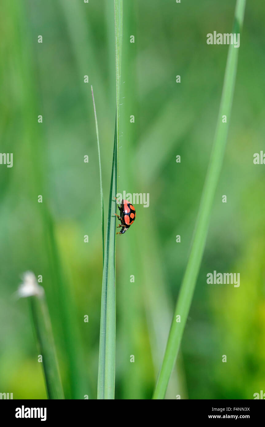 Red and black beetle climbing down a blade of grass, Golden Gate ...