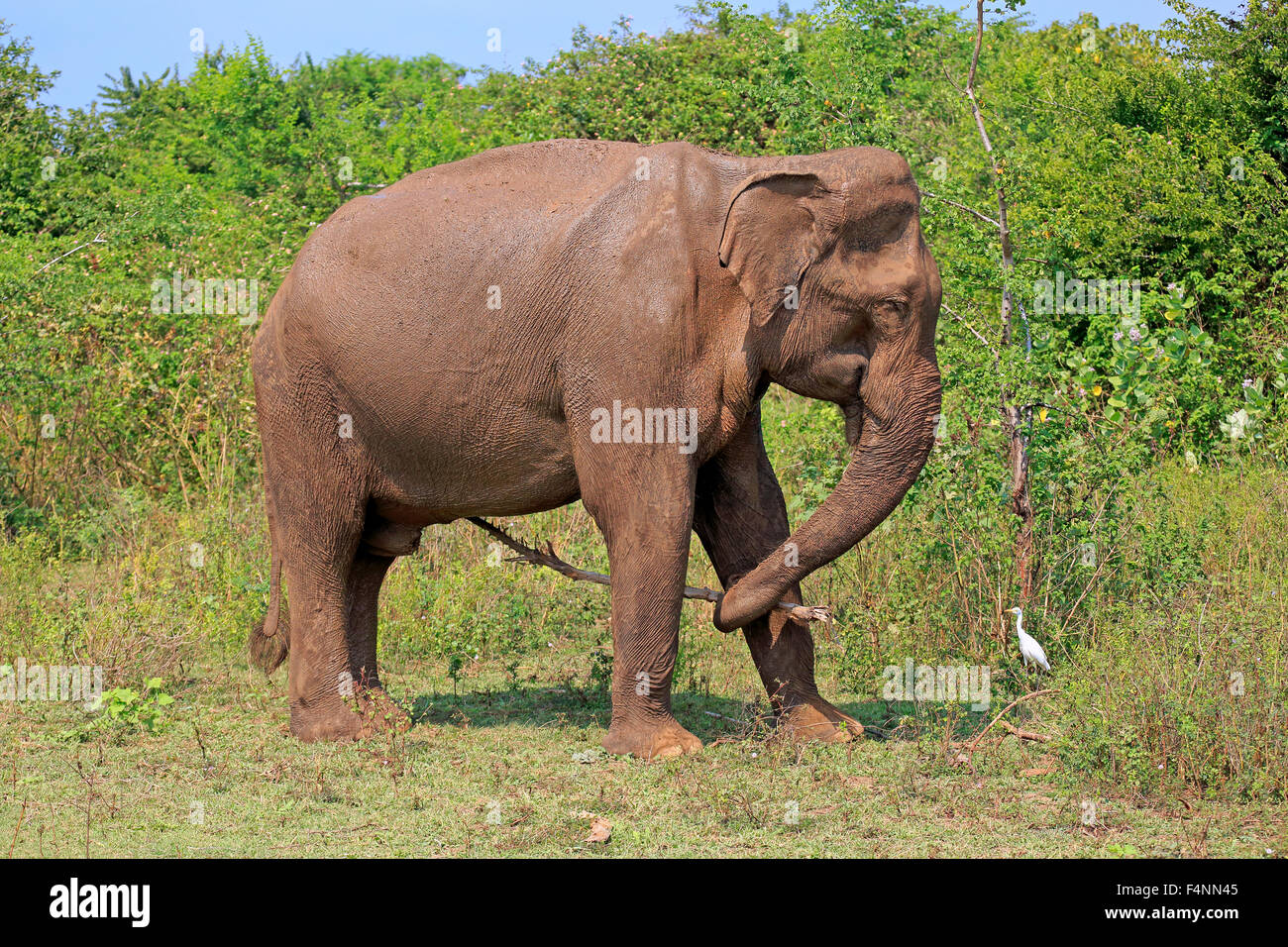 Sri Lankan Elephant (Elephas maximus maximus), adult, male, using a stick as a tool, Udawalawe National Park, Sri Lanka Stock Photo