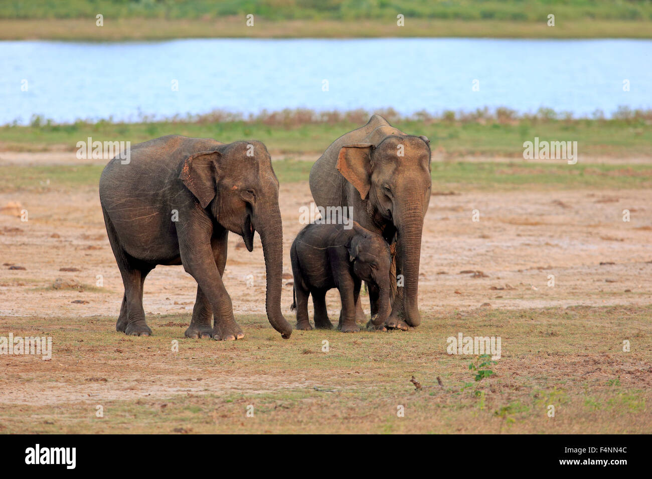 Sri Lankan elephant (Elephas maximus maximus), mother with calf, eating, female, group, Yala National Park, Sri Lanka Stock Photo