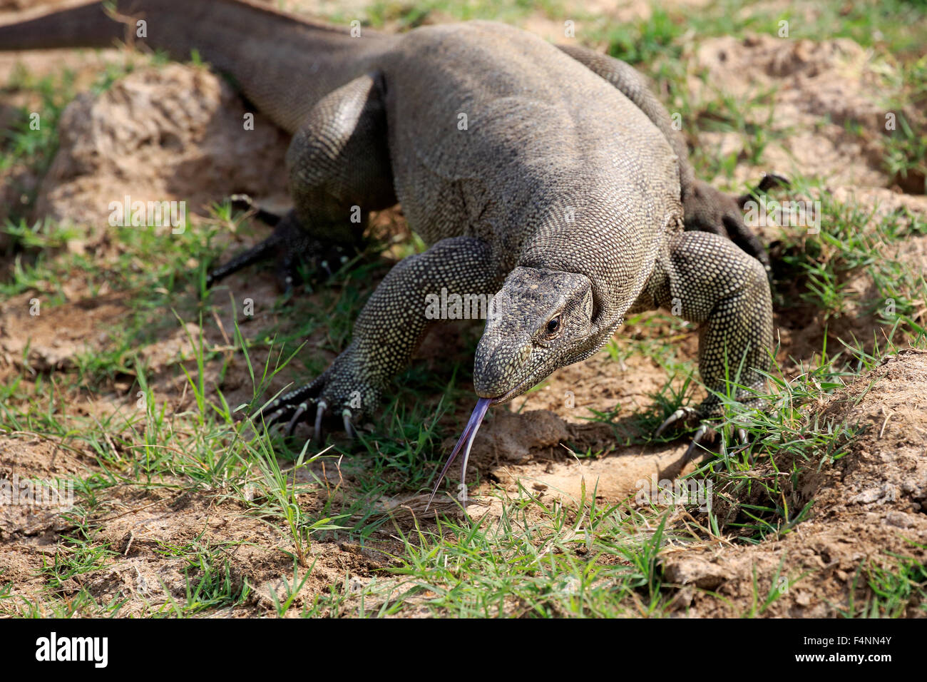 Bengal Monitor - Facts, Diet, Habitat & Pictures on