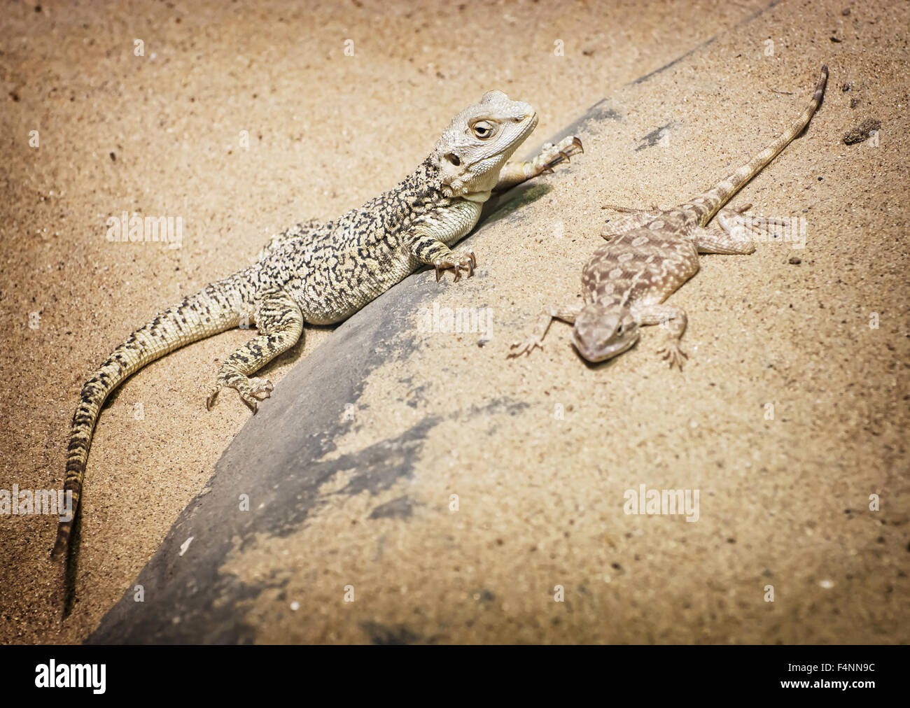 Central bearded dragon (Pogona vitticeps) and Steppe agama (Trapelus sanguinolentus) in the sand. Stock Photo