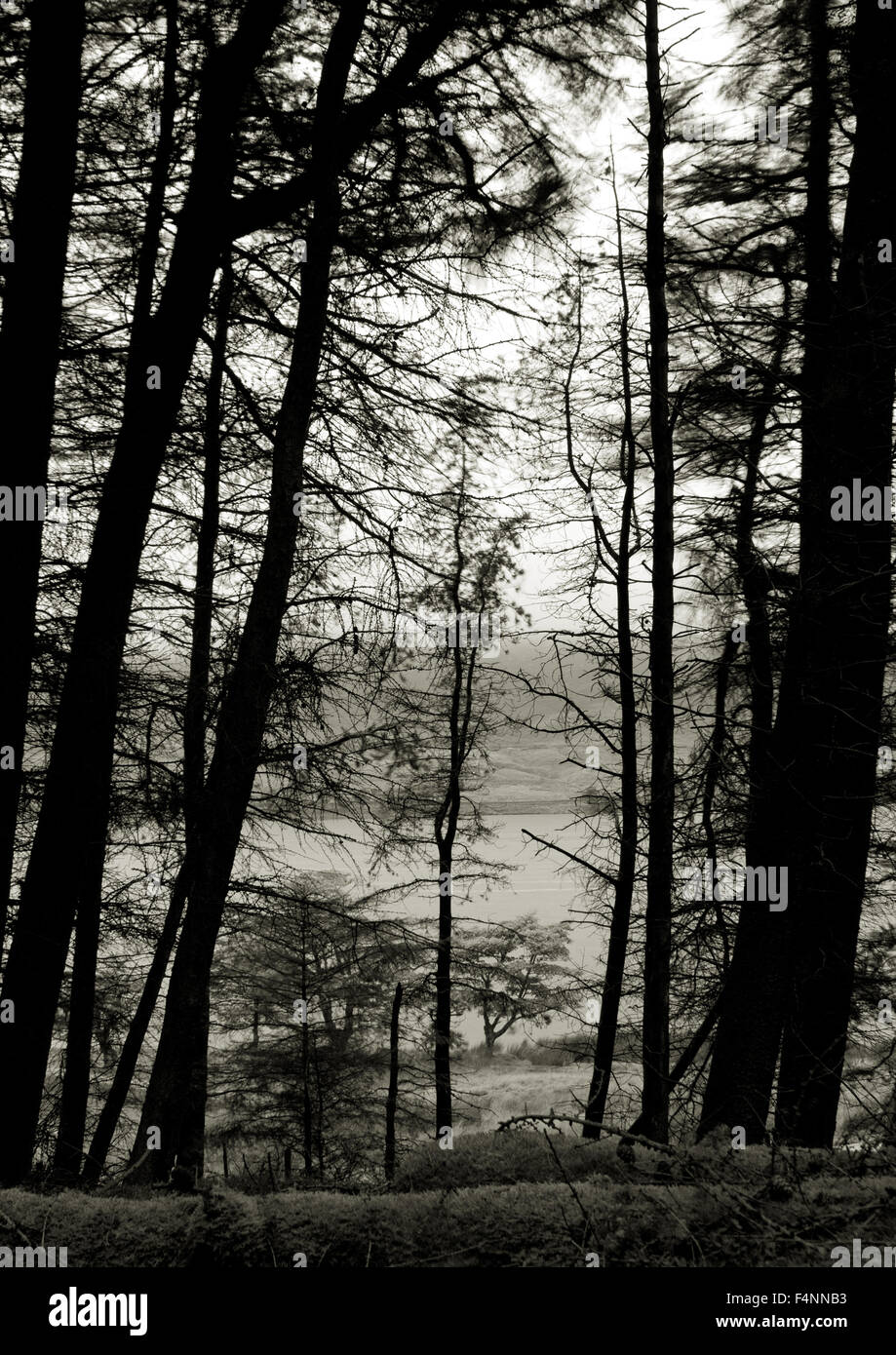 Black and white trees on the edge of Widdop reservoir, West Yorkshire Stock Photo