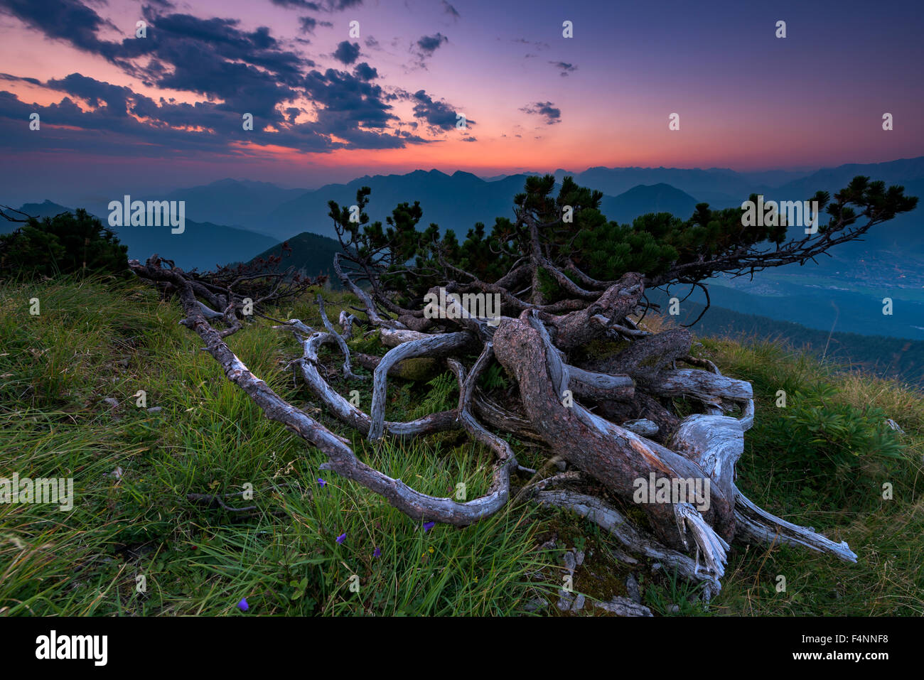 Mountain pine (Pinus mugo) and mountains at sunrise, Ester Mountains, Ettal, Upper Bavaria, Bavaria, Germany Stock Photo