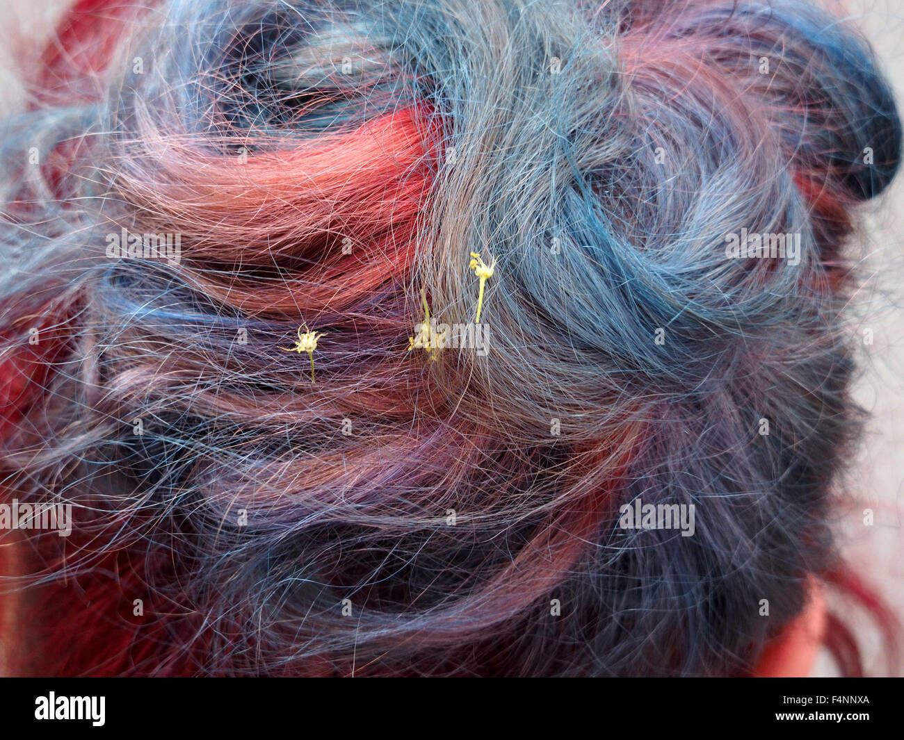 Anonymous Coils Of Fine Hair Dyed Blue Purple And Red With Tiny