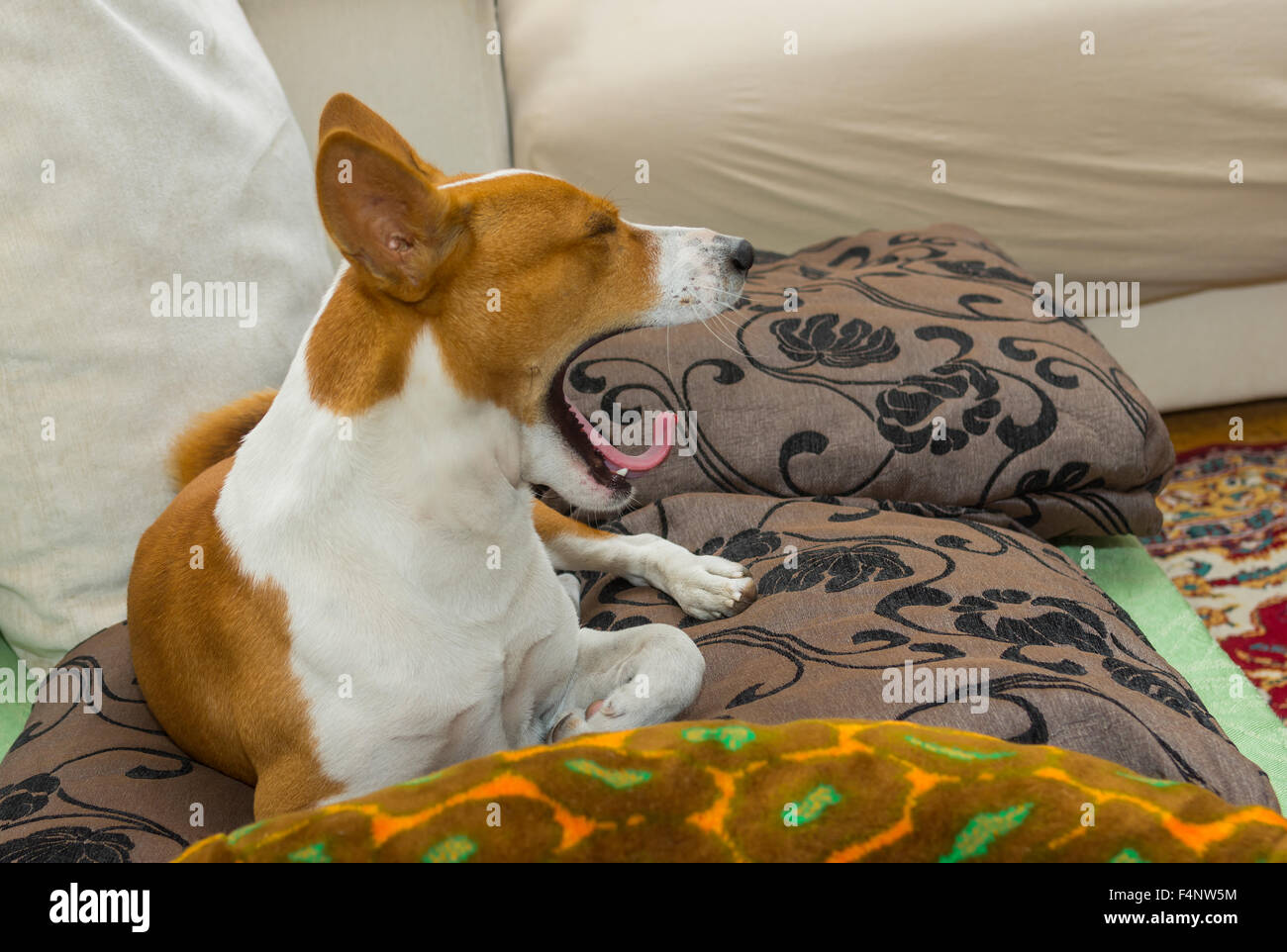 Yawning morning in a bed of lovely basenji dog Stock Photo - Alamy