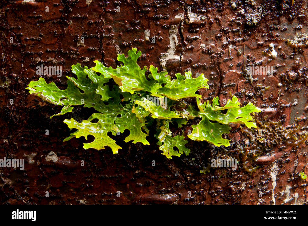 Lettuce lichen along North Umpqua River National Recreation Trail, Umpqua National Forest, Oregon Stock Photo