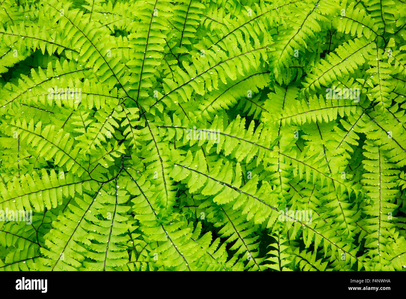 Five-fingered fern along Wolf Creek Falls Trail, Roseburg District Bureau of Land Management, Oregon Stock Photo