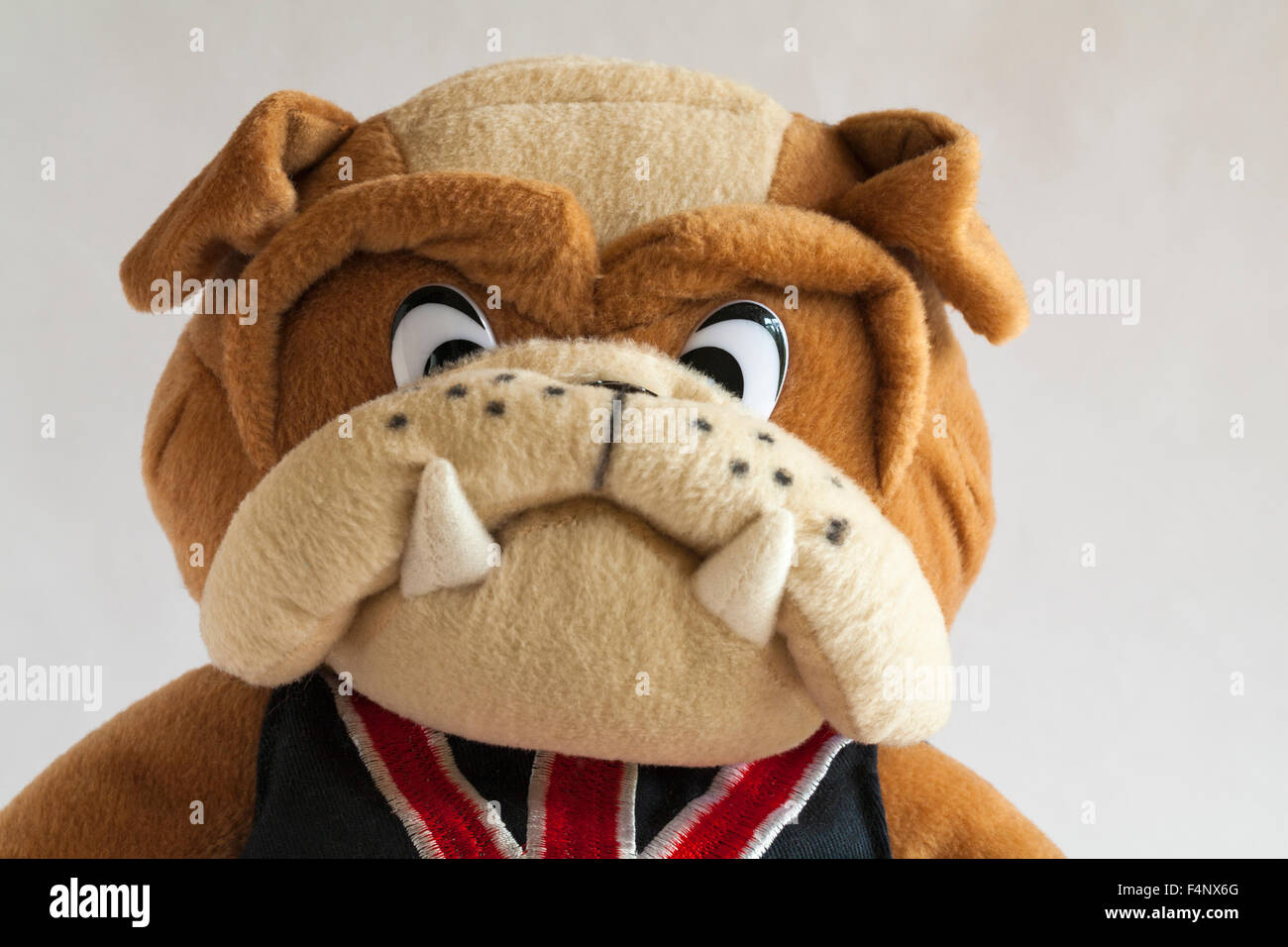 british bulldog teddy