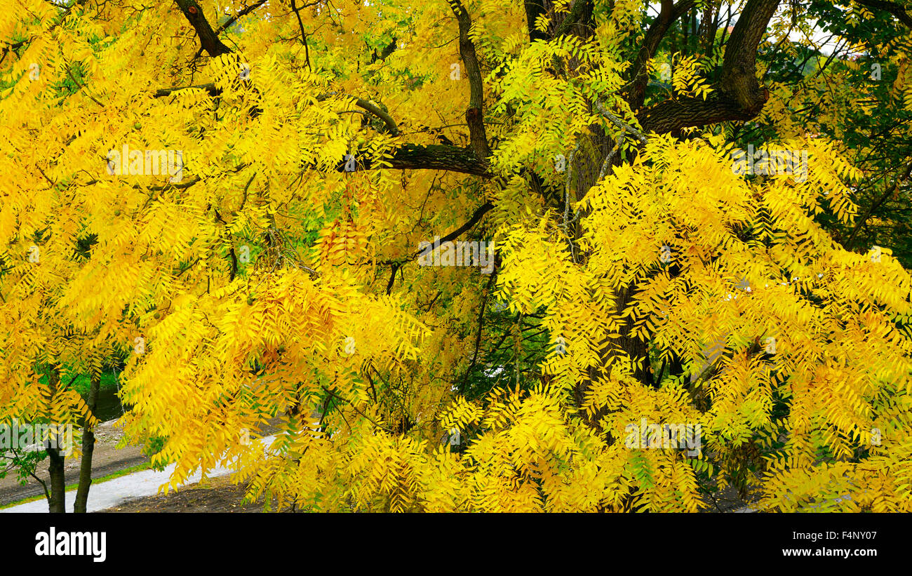 Yellow leaves in the river hi-res stock photography and images - Alamy
