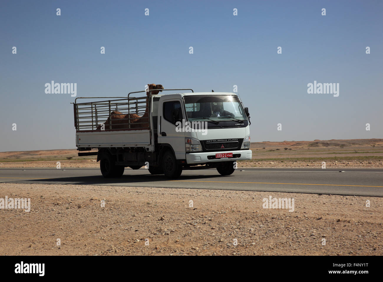 Transport of a camel foal with LWK on desert road in the Ai-Wusta area, Oman Stock Photo