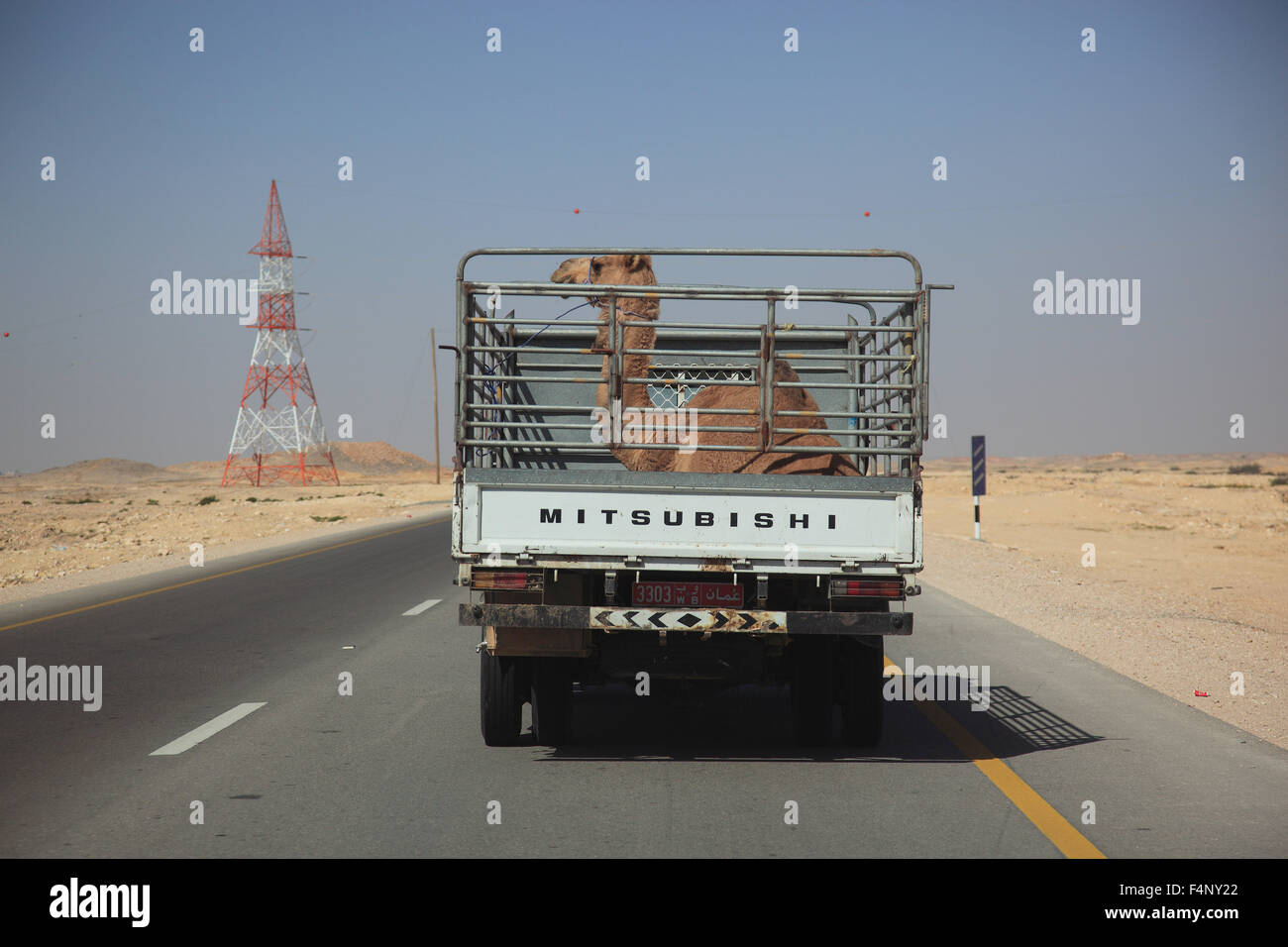 Transport of a camel foal with pick up on desert road in the Ai-Wusta area, Oman Stock Photo