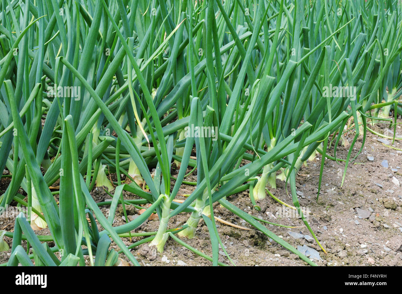 Onions growing hi-res stock photography and images - Alamy