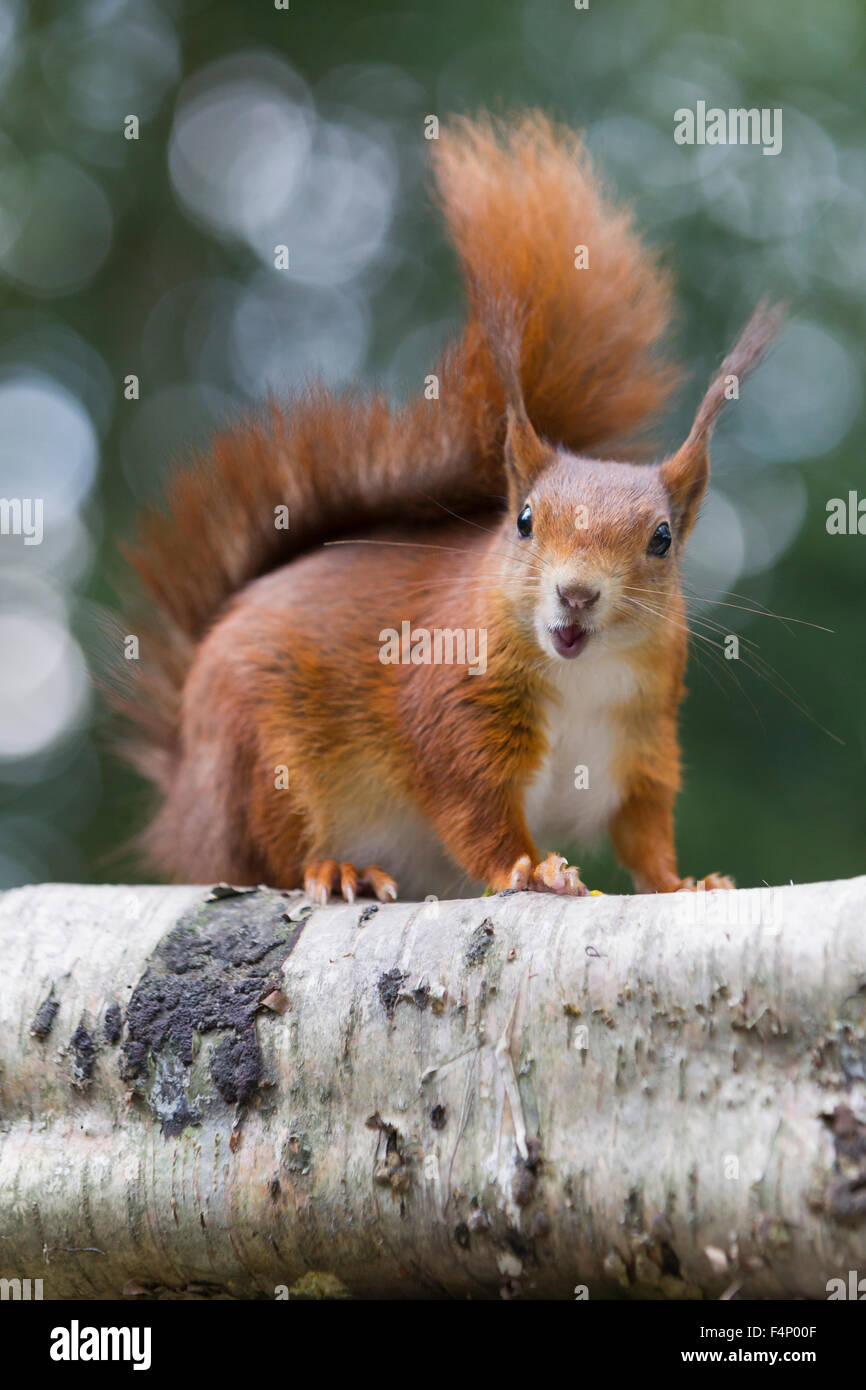 Red squirrel Sciurus vulgaris, looking head on and surprised, British Wildlife Centre, Surrey, UK in June. Stock Photo