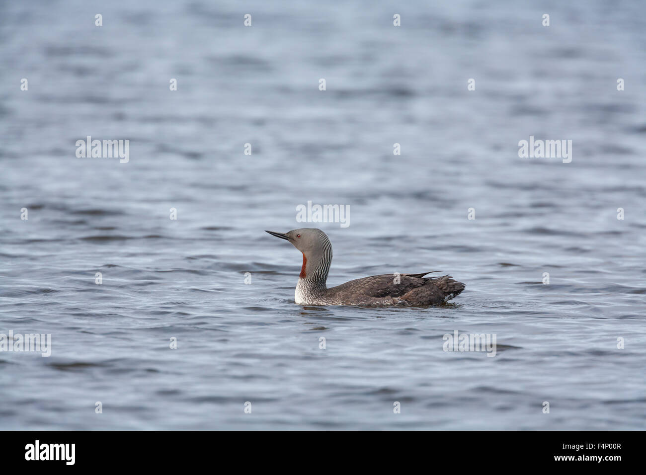 Red-throated diver Gavia stellata, adult, swimming with reflection, Loch Funzie, Fetlar, Scotland, UK in June. Stock Photo
