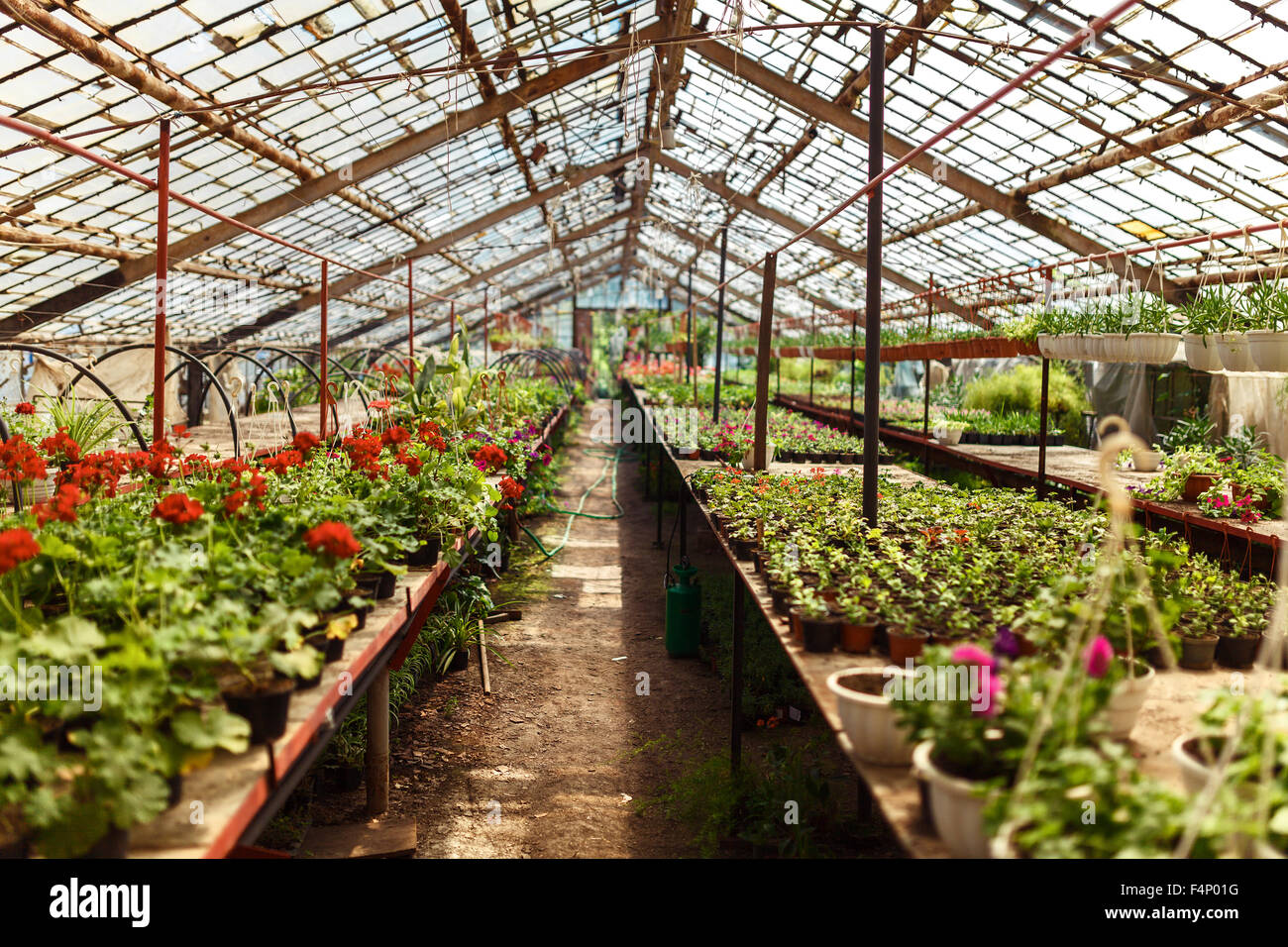 Flowers and grass in greenhouse in spring Stock Photo - Alamy