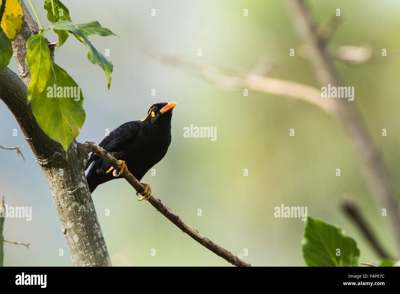 Hill Myna specie Gracula religiosa Stock Photo