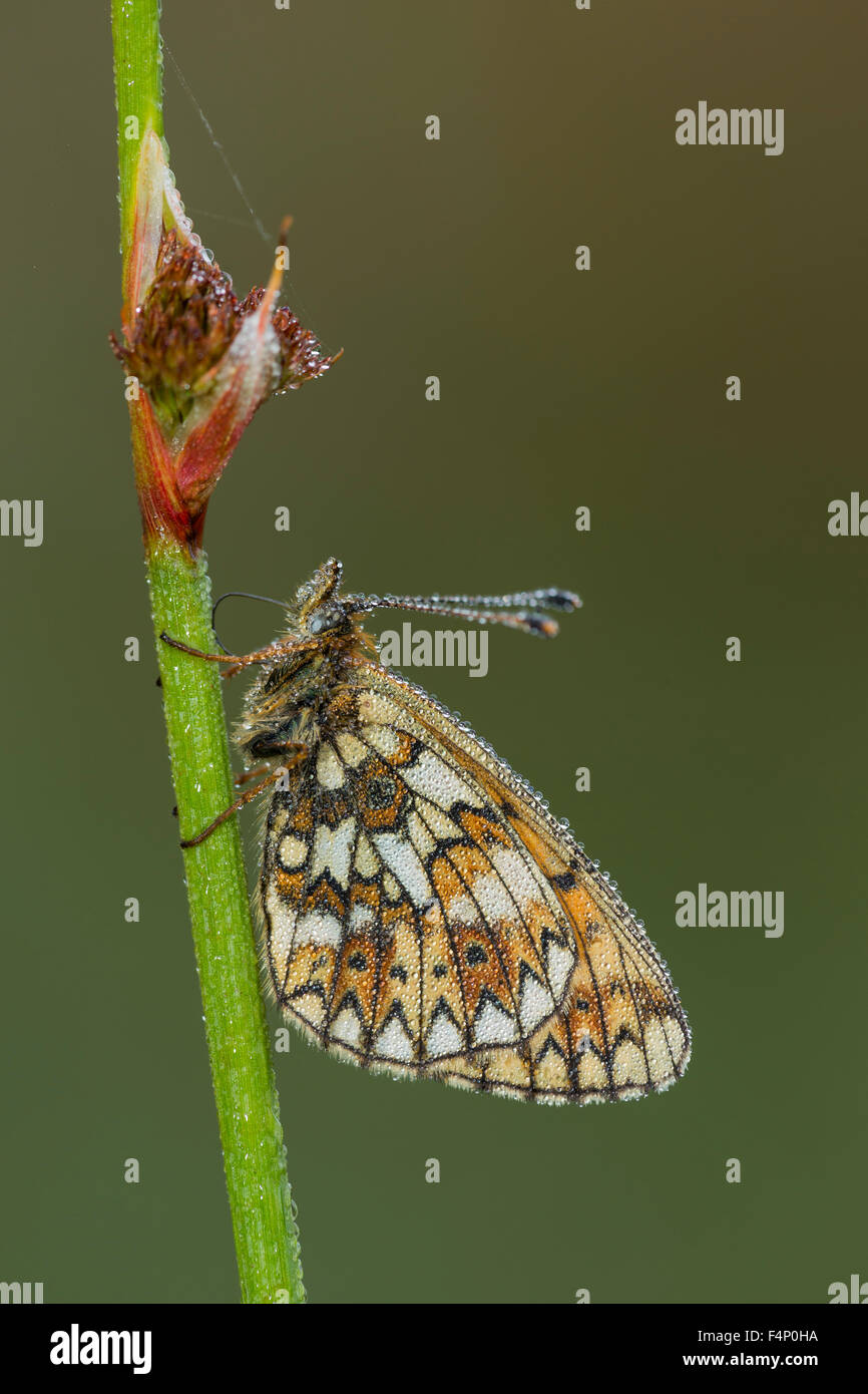 Small Pearl-bordered Fritillary Boloria selene, imago, at roost covered in dew, Bentley Wood, Hampshire, UK in May. Stock Photo