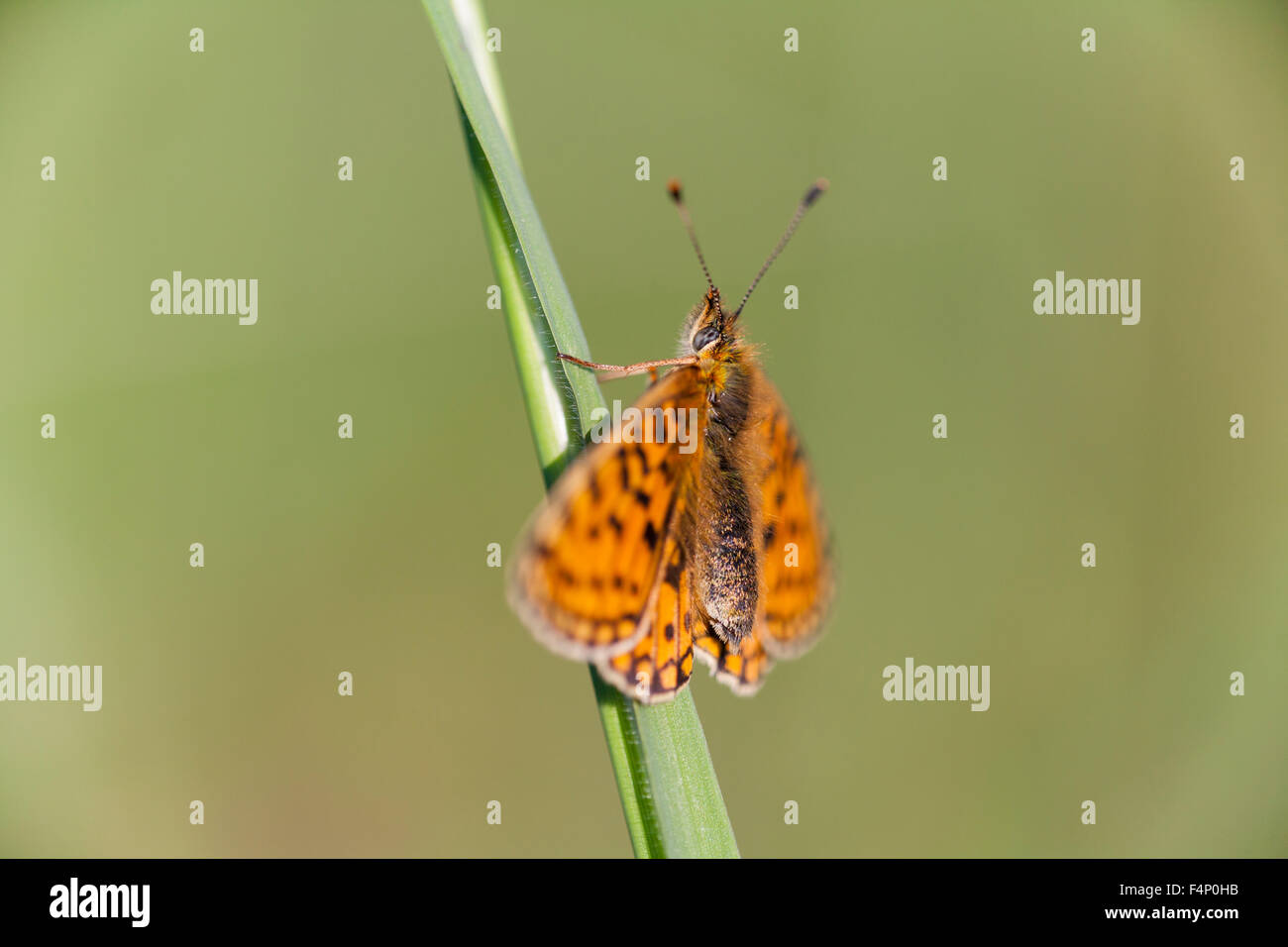 Small pearl-bordered fritillary Boloria selene, imago, perched on grassland vegetation, Priddy Mineries, Somerset, UK in June. Stock Photo