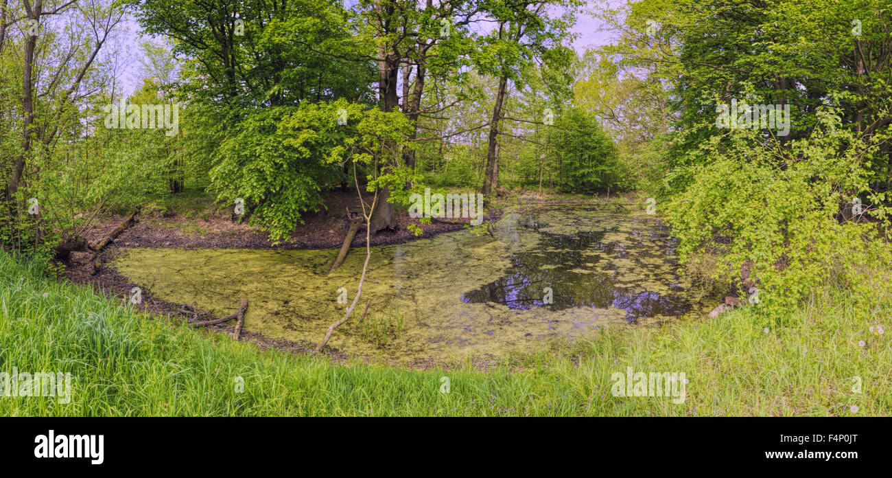 Green pond on sunny day surrounded by green vegetation Stock Photo