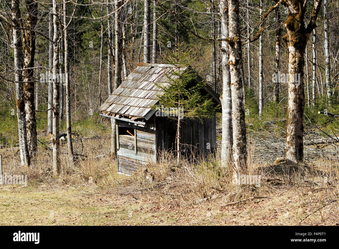 wooden house in the forest Stock Photo - Alamy