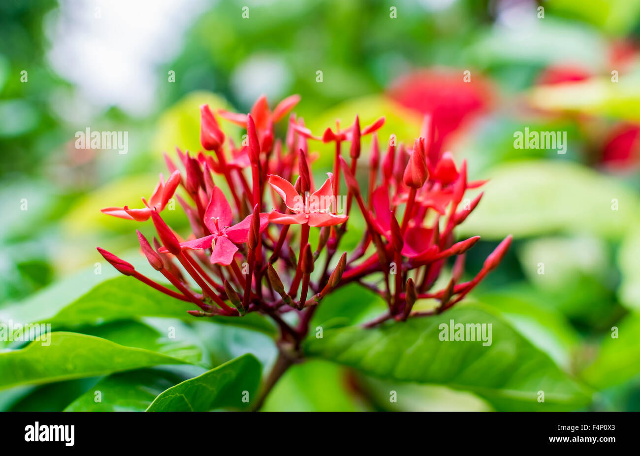 Closeup of Red Ixora Coccinea flower Stock Photo