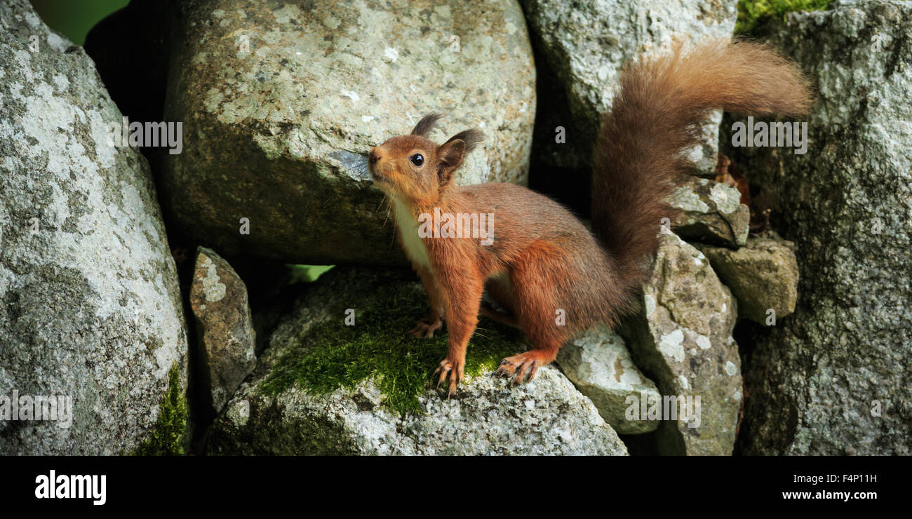 Red Squirrel,Scotland,October,2015 Stock Photo