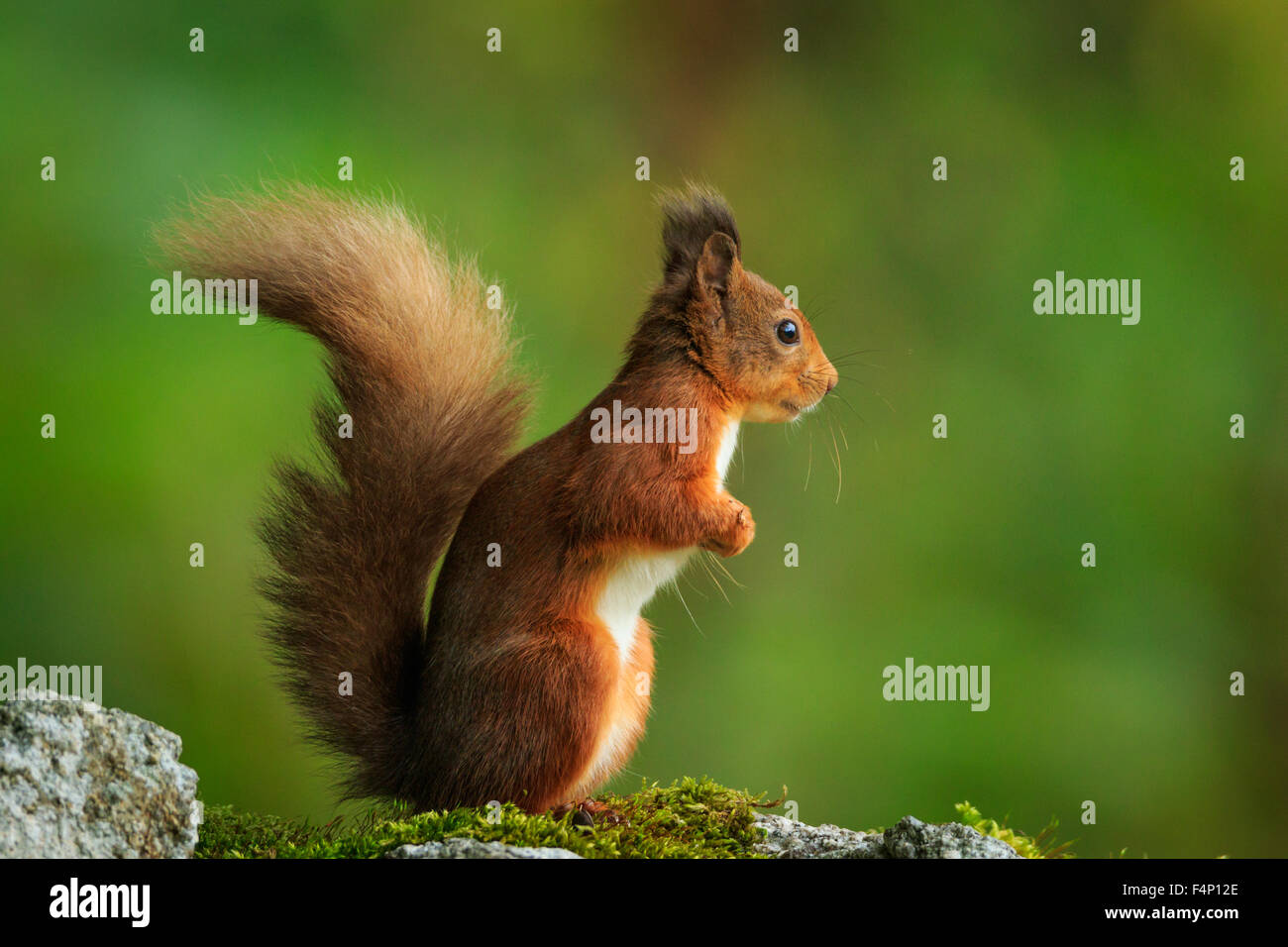 Red Squirrel,Scotland,October,2015 Stock Photo