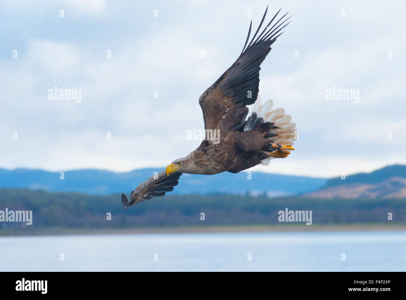 Golden Eagle Flying Highlands Scotland Isle Of Mull Stock