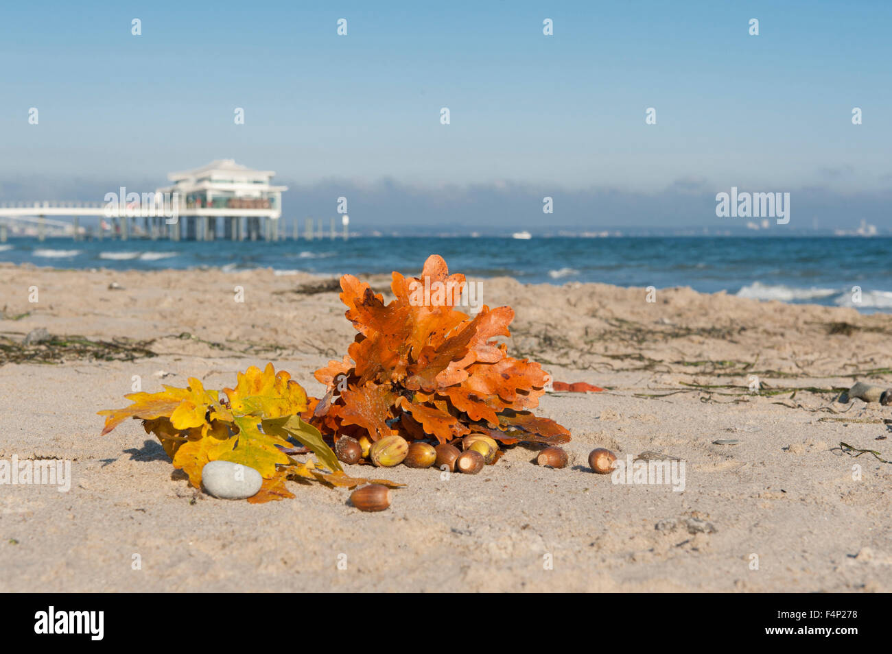 Coloured oak leaves found in autumn on the beach of Timmendorfer Strand, a Northern German seaside resort on the Baltic coast Stock Photo