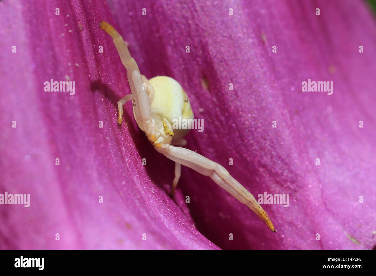 White crab spider hi-res stock photography and images - Alamy