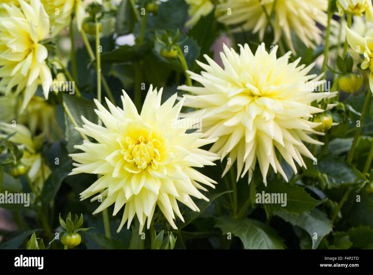 Spiky dahlia dahlias hi-res stock photography and images - Alamy