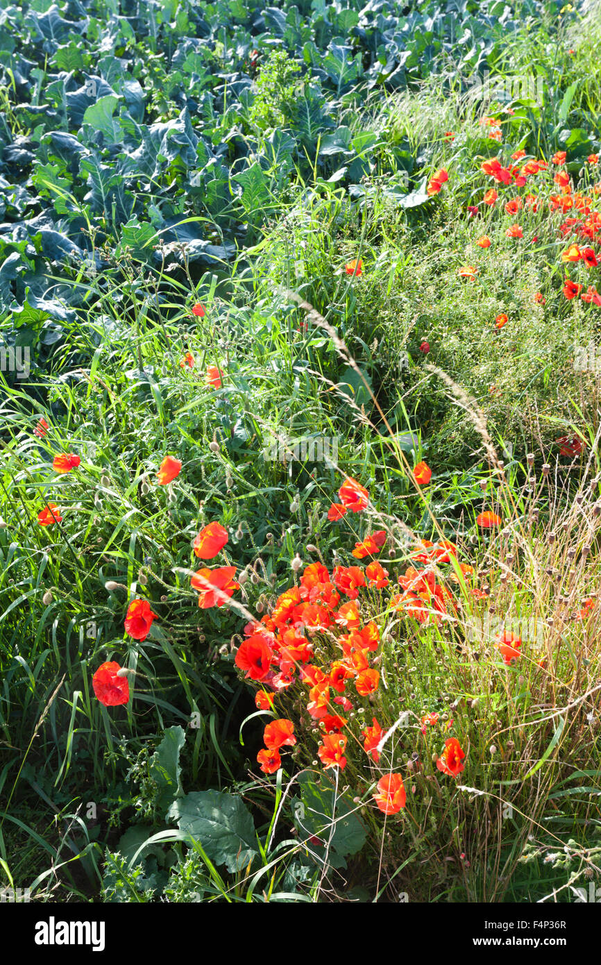 Poppy Field Poppies Scotland High Resolution Stock Photography and ...