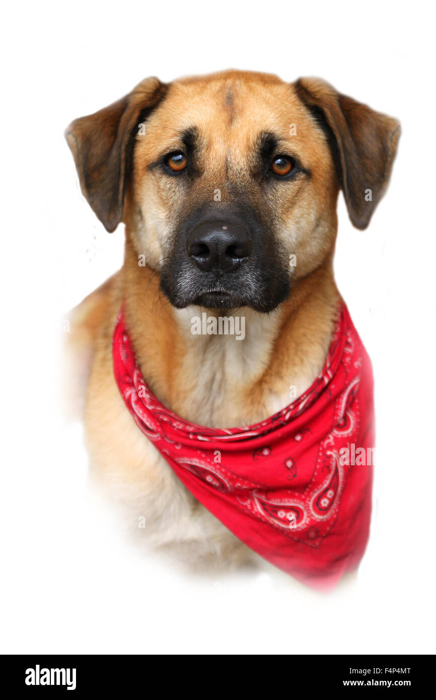 Portrait or bust of handsome large mixed Boxer, Retreiver, Shepherd breed dog,  fading to a white background Stock Photo