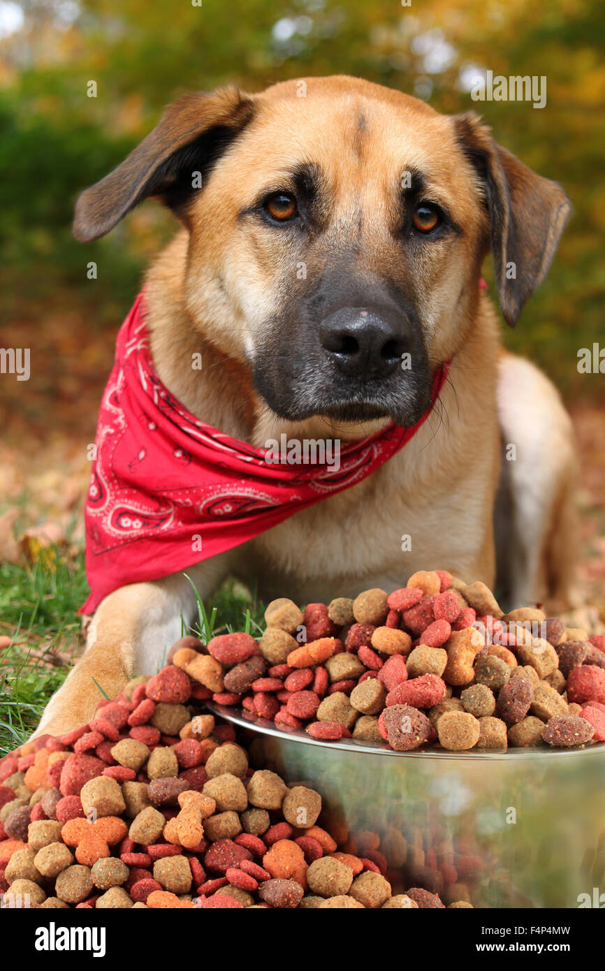 Handsome large mixed breed dog with floppy ears and dog food spilling out of silver bowl with an autumn nature background wearin Stock Photo