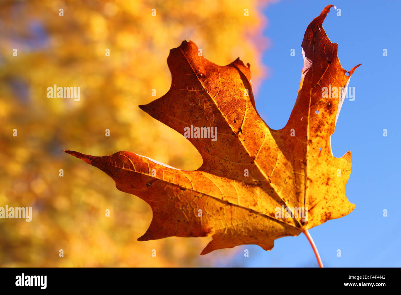 Closeup of orange maple leaf with blue sky background and colorful Fall ...