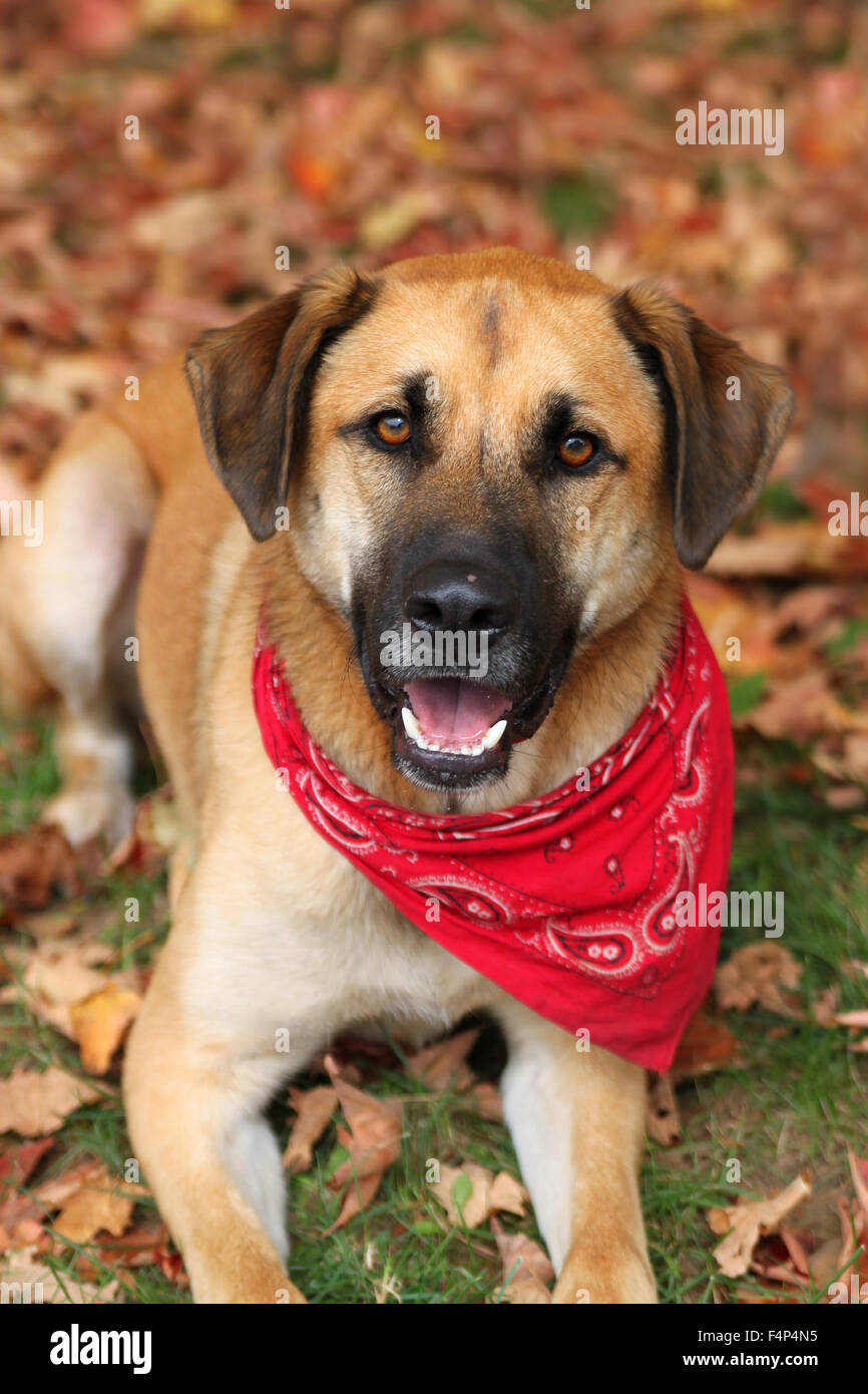 Handsome large mixed Boxer, Retreiver, Shepherd breed dog, sitting on an autumn background Stock Photo