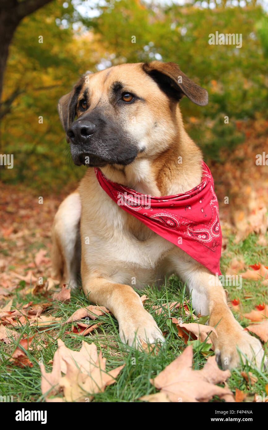 Handsome large mixed Boxer, Retreiver, Sheppard breed dog, sitting on an autumn background Stock Photo