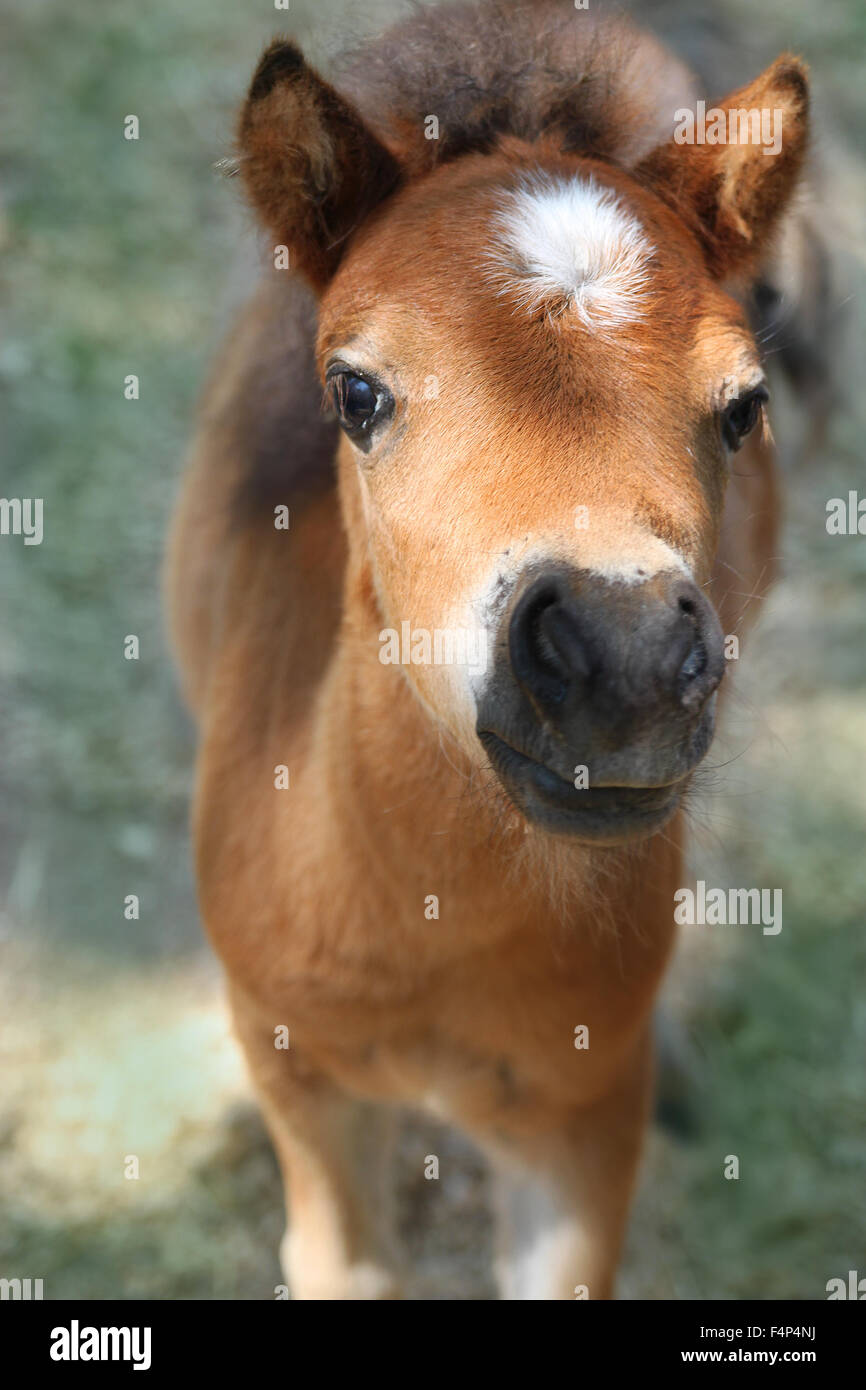 Miniature Pony Baby High Resolution Stock Photography and Images - Alamy